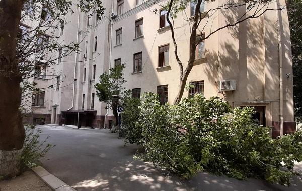 Bakıda güclü külək: 48 ağac aşdı
