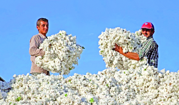 Ən çox pambıq harada istehsal olunur?