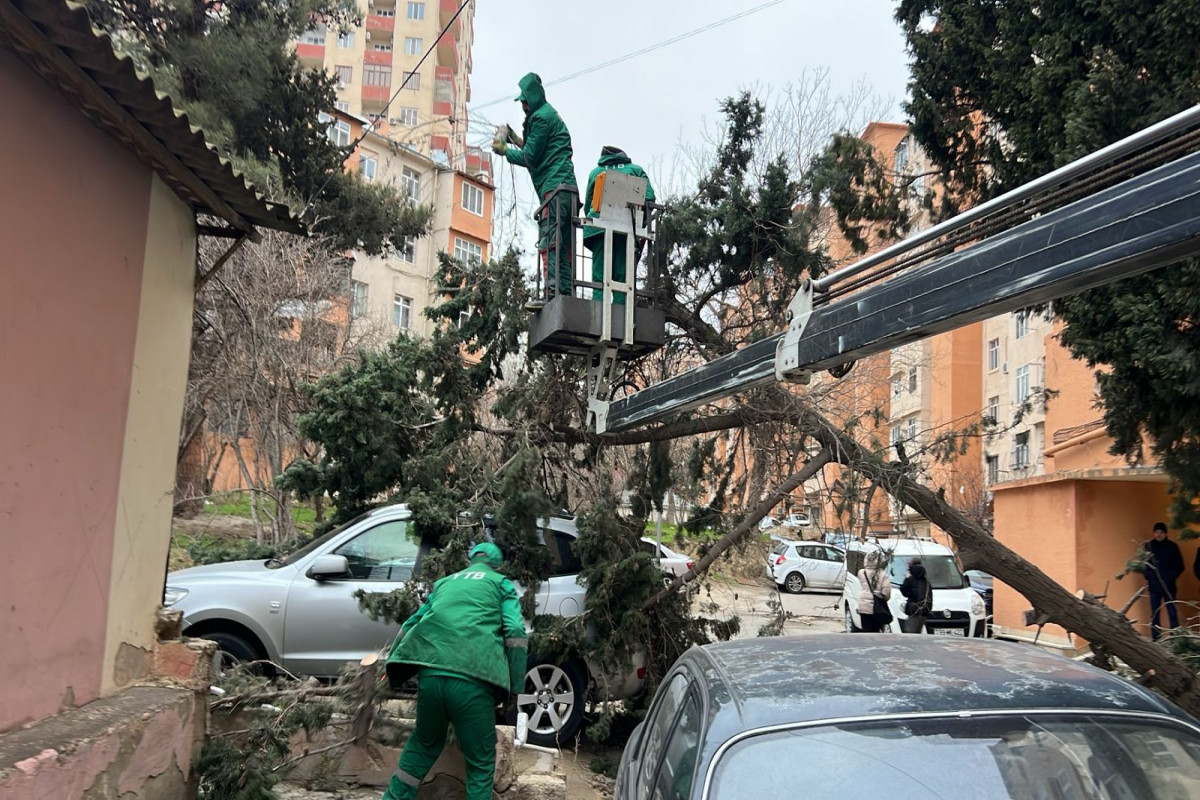 Bakıda güclü külək 19 ağacı sındırıb