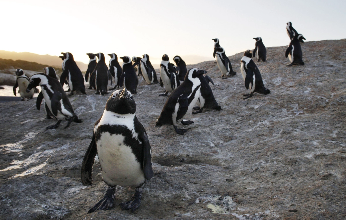 Afrika pinqvinlərinin nəsli kəsilə bilər