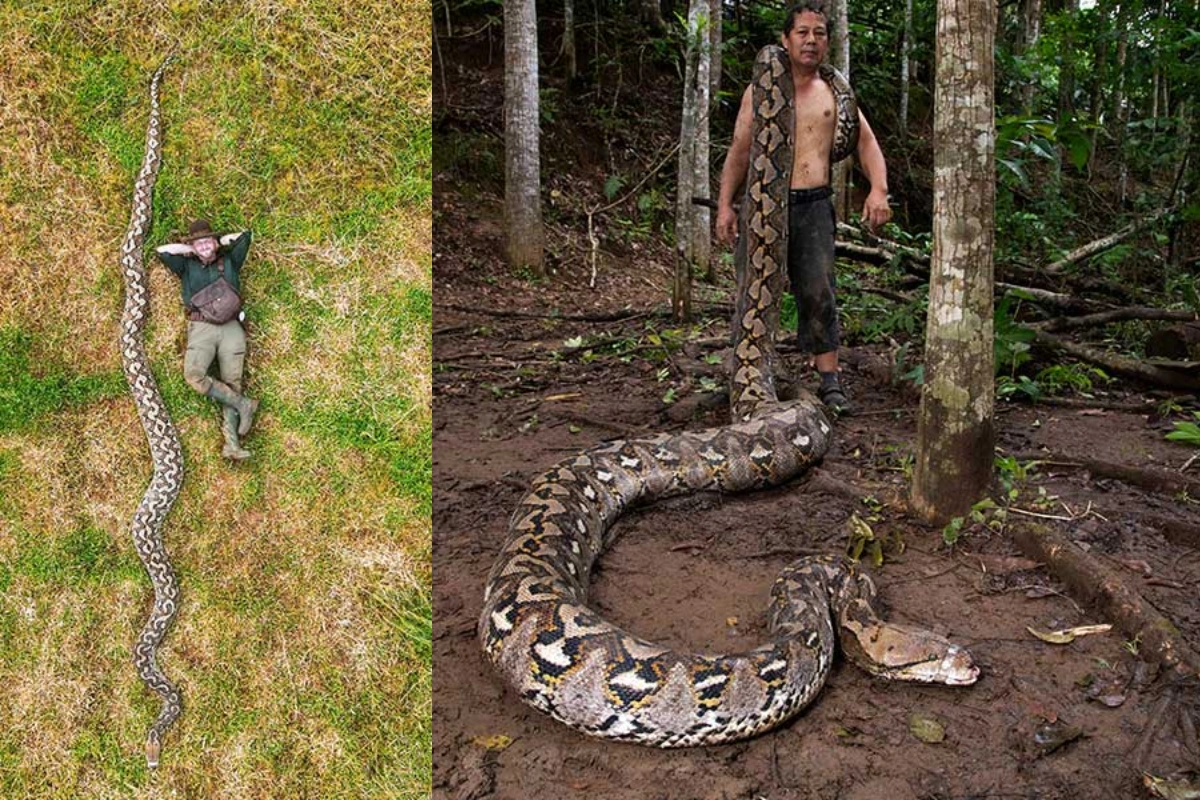 İndoneziyada dünyanın ən uzun ilanı tapılıb