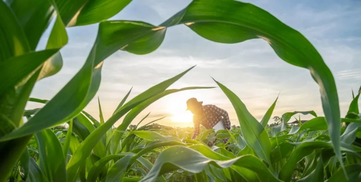 Dünyada yalnız bir ölkə özünü ərzaqla tam təmin edir