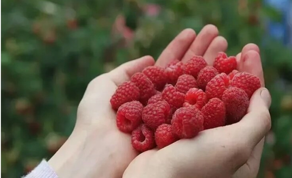 Bədəndə yığılan artıq çəkidən qurtulmaq istəyənlər üçün təbii arıqlama üsulları