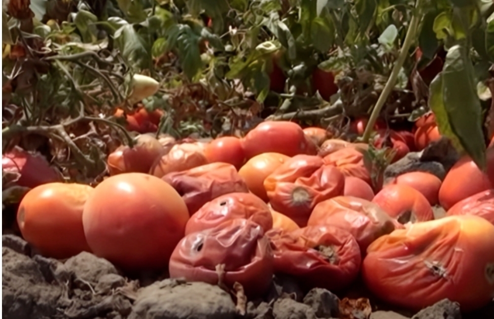 Satışa yararlı olan tonlarla pomidor sahələrdə çürüyərək məhv olur