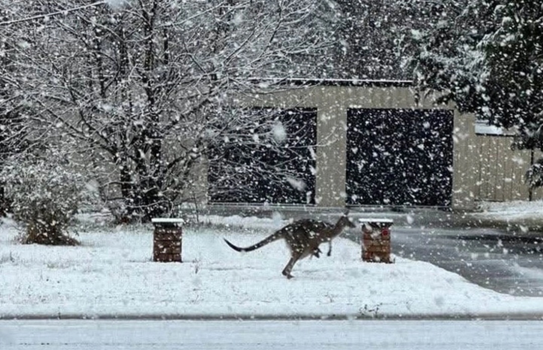 Avstraliyanın şərqindəki şəhərlərə son onilliklərin ən güclü qarı yağıb