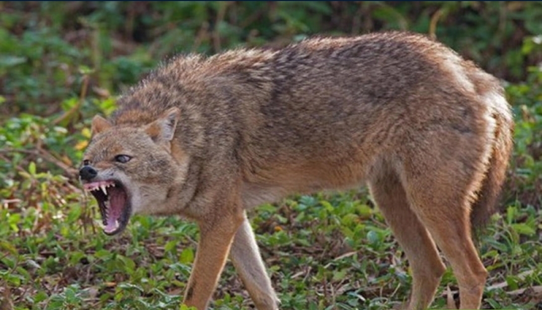Kənd sakini olan qadın çaqqalı öz əlləri ilə zərərsizləşdirib.