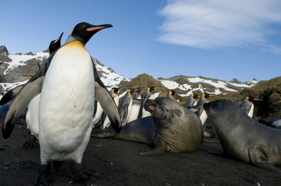 Antarktidada kritik dəyişikliklər: Pinqvinlər və suitilər təhlükədə