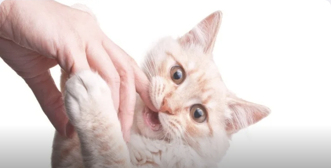 Pişiklər niyə dişləməyə meyillidir?