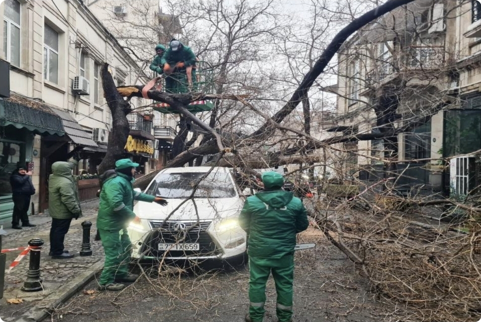 İki gün ərzində Bakıda 78 ağac sınıb