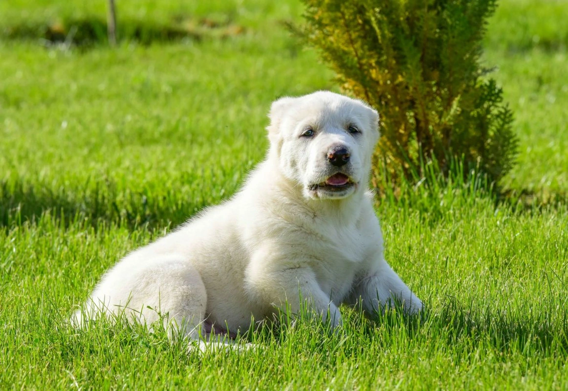 UNESCO alabayların yetişdirilməsini qeyri-maddi irs hesab etdi