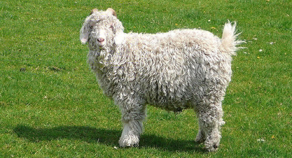 Çəpiş ətinə tələbat niyə artıb?