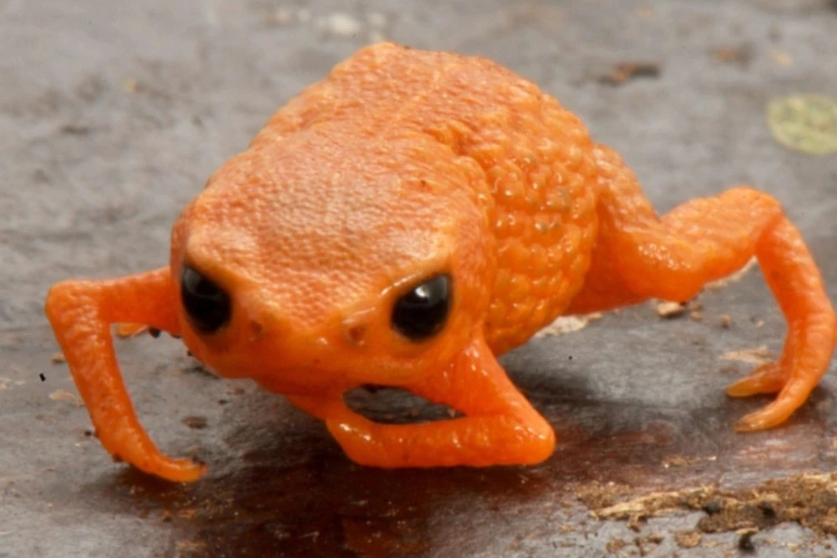 Yeni qurbağa növü Braziliya prezidentinin şərəfinə adlandırıldı