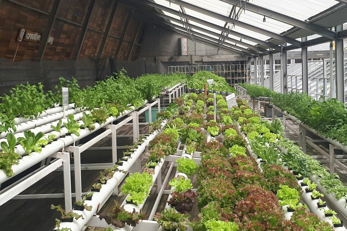 İflic olmuş çinli bir barmağı ilə 