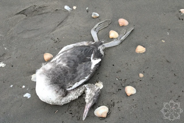 Xəzərdə minlərlə quş cəsədinin aşkarlandığı ərazidən FOTOLAR