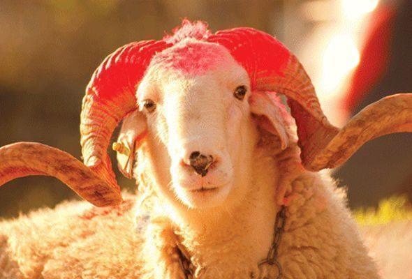 Qurbanlıq qoyunlar bahalaşıb?