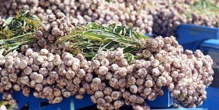 Sarımsağı bu cür saxlamaq lazımdır - 2 il təzə qalacaq