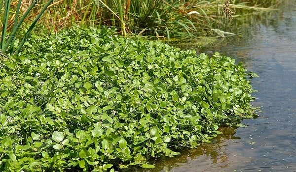 Dünyanın ən sağlam tərəvəzi açıqlandı