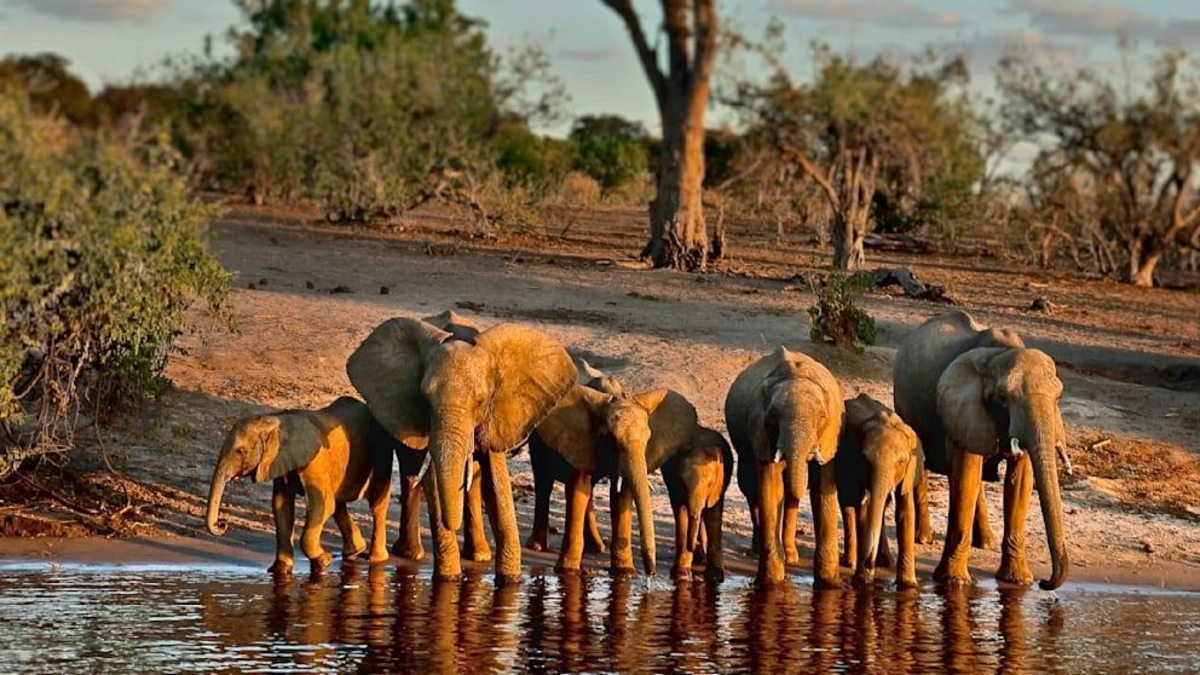 Afrika ölkəsi Almaniyanı 40 min fillə hədələdi